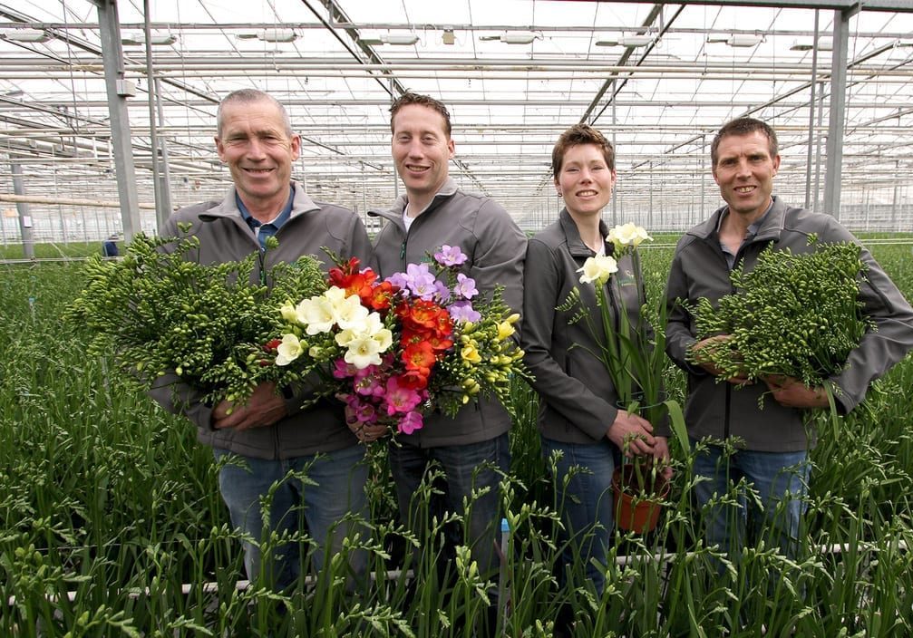Akerboom Freesia