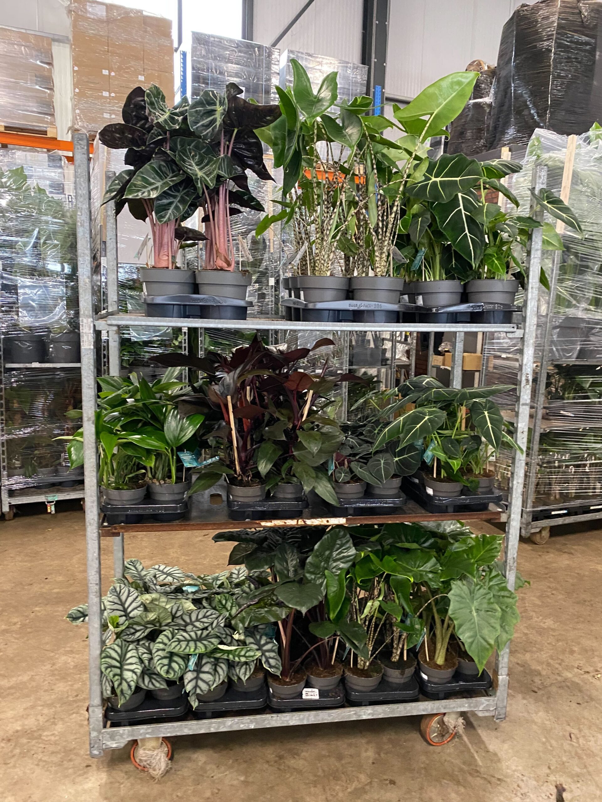 Transport Ichtus Flowers & Plants