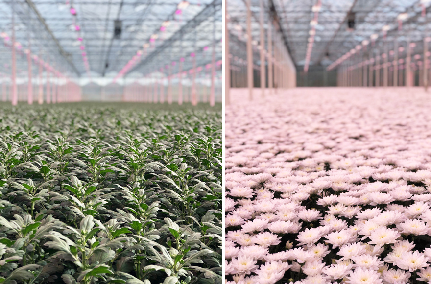 Beyond Chrysant kwekerij