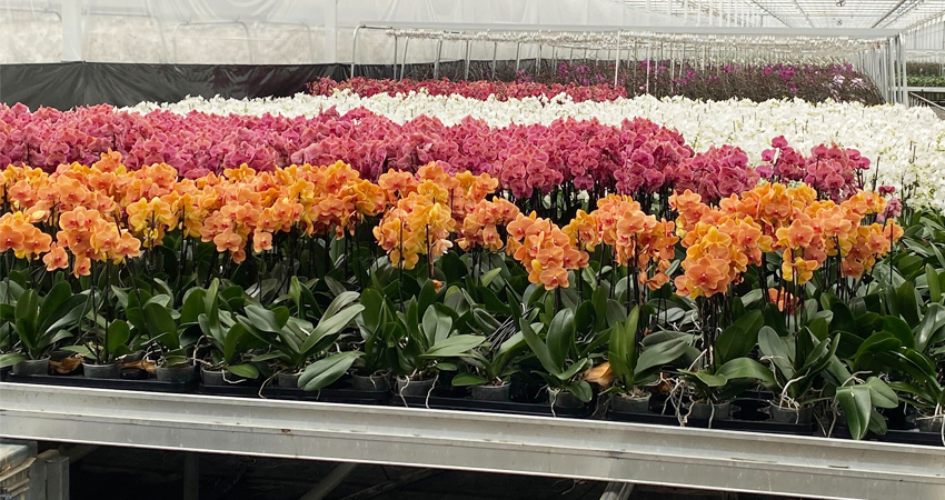 Phalaenopsis kwekerij Ichtus